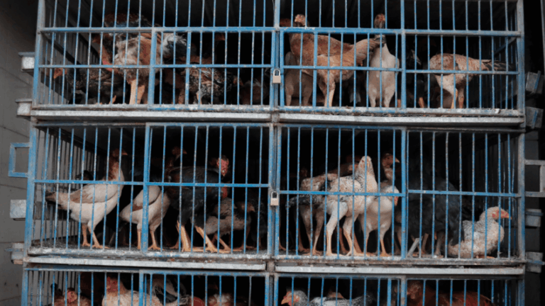 Goiás confirma gripe aviária em criação de galinhas domésticas