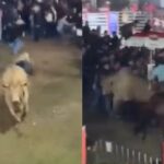 Touro foge de arena e deixa 3 pessoas feridas durante Festa do Peão, em MG