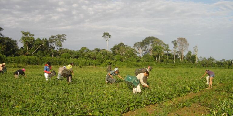 CMN reduz para R$ 200 mil limite de enquadramento no Proagro