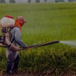 Mistura de pesticidas é nociva ao funcionamento celular, diz estudo