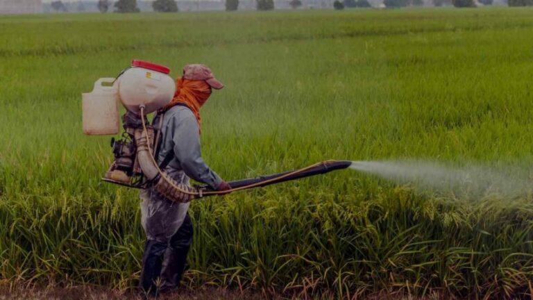 Mistura de pesticidas é nociva ao funcionamento celular, diz estudo