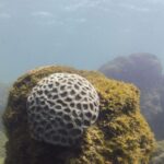Unesco reconhece projeto brasileiro que busca preservar corais em PE