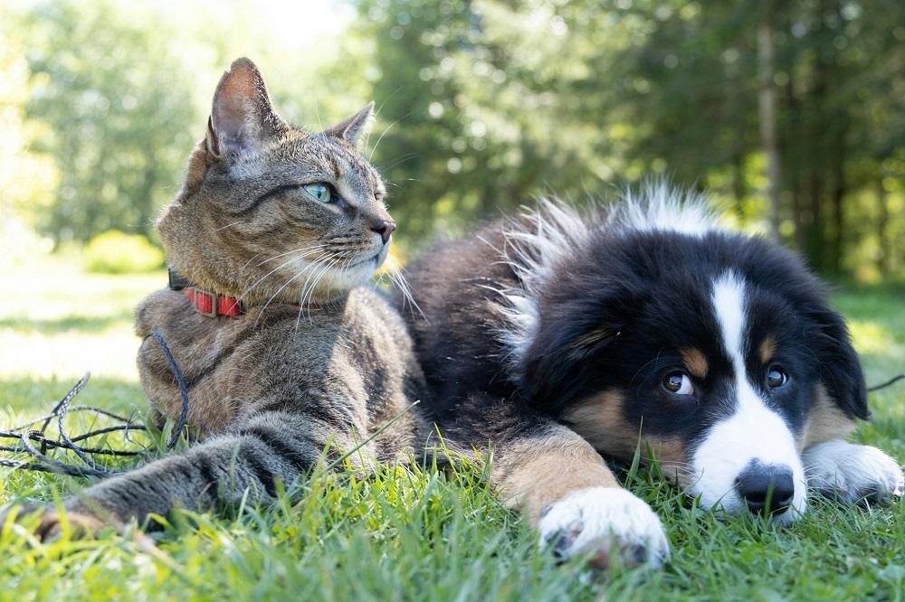 Governo cria lei que proíbe tatuagens e piercings em cães e gatos