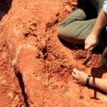 Fóssil descoberto no Brasil lança luz sobre origem dos dinossauros