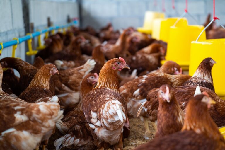 China proíbe importação de todos os produtos avícolas do Brasil devido a caso de gripe aviária