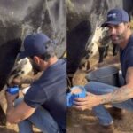 Gusttavo Lima tira leite da vaca e faz achocolatado para o filho: “De geração para geração”