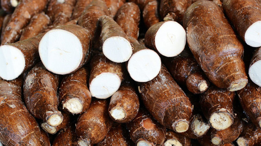 Estoques de fécula de mandioca atingem maior nível em 20 meses