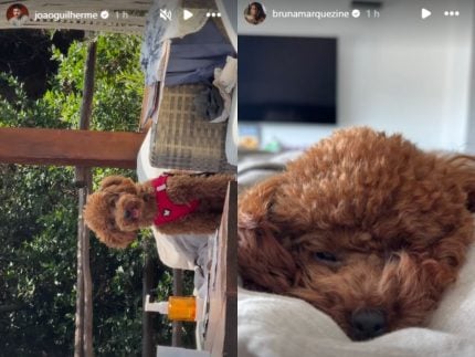 João Guilherme e Marquezine postam foto do cão que adotaram juntos, um após o outro