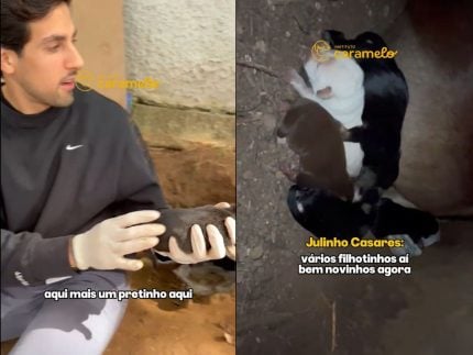 Final feliz: cadela Claudia é resgatada com seus seis filhotes