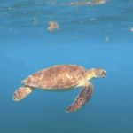 Conferência da ONU busca proteção de 30% dos oceanos