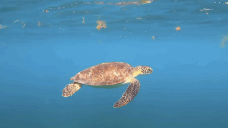 Conferência da ONU busca proteção de 30% dos oceanos